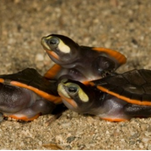 加拿大华裔大学生走私千只乌龟 在美国被重判